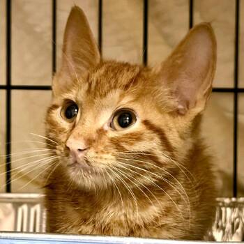 Mandatory Fun -  Domestic Short Hair Cat for Adoption in Austin, Texas - Mandatory Fun | PetCurious