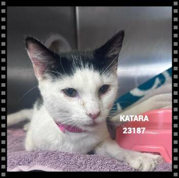 KATARA -  Domestic Short Hair Cat for Adoption in Marietta, Georgia - KATARA | PetCurious
