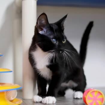 Domestic Short Hair Cats Available for Adoption in Los Angeles, California - Dixie | PetCurious