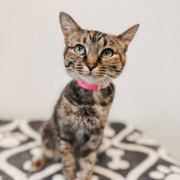 Rescue Domestic Short Hair Cats for Adoption in Brownsboro, Alabama - Teddy Graham | PetCurious