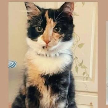 Good Golly Miss Molly -  Domestic Short Hair Cat Available for Adoption in Richmond, Virginia - Good Golly Miss Molly | PetCurious