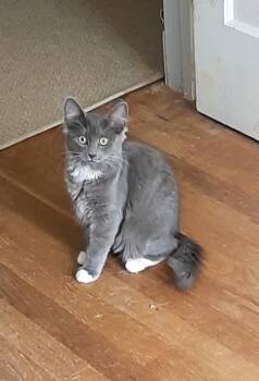 Lilly -  Domestic Medium Hair Cat for Adoption in Richmond, Virginia - Lilly | PetCurious