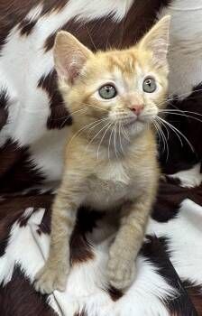 Domestic Short Hair and Tabby Cats Available for Adoption in San Diego, California - Bamya | PetCurious