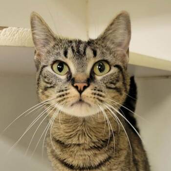 Domestic Short Hair Cats Available for Adoption in Columbia, Missouri - Mindy | PetCurious