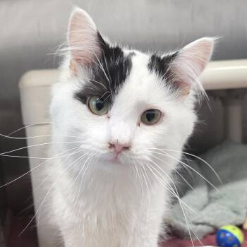 Snowball -  Domestic Short Hair Cat for Adoption in Fort Wayne, Indiana - Snowball | PetCurious