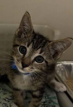 94836A Socks-PetSmart North Charleston -  Domestic Short Hair Cat for Adoption in North Charleston, South Carolina - 94836A Socks-PetSmart North Charleston | PetCurious