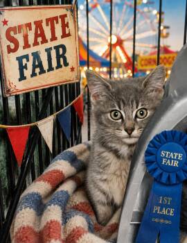 Mango -  Domestic Short Hair Cat for Adoption in Washington Court House, Ohio - Mango | PetCurious