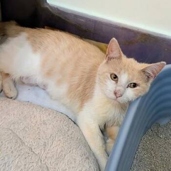 Orli -  Domestic Short Hair Cat for Adoption in Richmond, Virginia - Orli | PetCurious