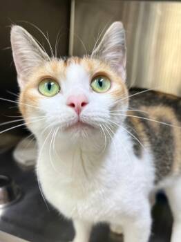 Rescue Domestic Short Hair Cats for Adoption in Menomonie, Wisconsin - Chernobyl | PetCurious