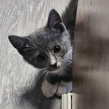 Duck -  Domestic Medium Hair Cat for Adoption in Jacksonville, Oregon - Duck | PetCurious