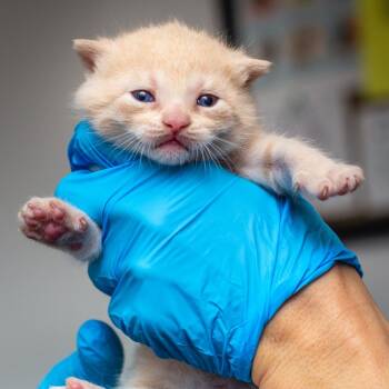 Domestic Short Hair Cats Available for Adoption - Mochi | PetCurious