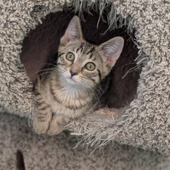 Rojo -  Domestic Short Hair Cat for Adoption in Cape Girardeau, Missouri - Rojo | PetCurious