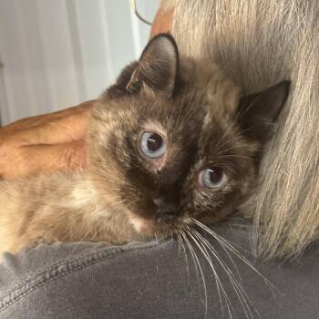 Tippy Toe Marmalade 9030 -  Siamese Cat for Adoption in Lee