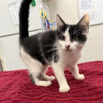 Rescue Domestic Short Hair Cats for Adoption in Peoria, Illinois - DUCKY | PetCurious
