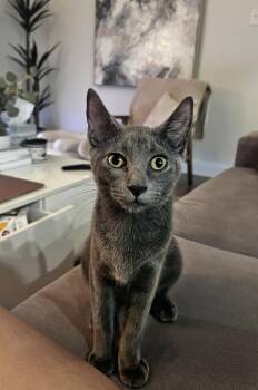 Rescue Domestic Short Hair Cats for Adoption in Mokena, Illinois - Aelin | PetCurious