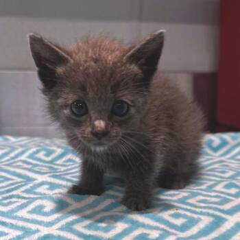 Arya* -  Domestic Short Hair Cat for Adoption in San Gabriel, California - Arya* | PetCurious