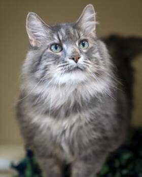 Fluffy -  Domestic Long Hair and Domestic Short Hair Cat for Adoption in Pequot Lakes, Minnesota - Fluffy | PetCurious
