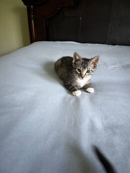 Rescue Domestic Short Hair Cats for Adoption in Rockaway, New Jersey - Archie KITTEN | PetCurious