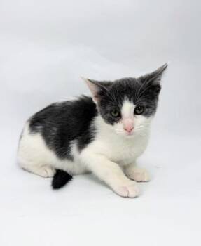 Dot -  Domestic Short Hair Cat for Adoption in Morton Grove, Illinois - Dot | PetCurious