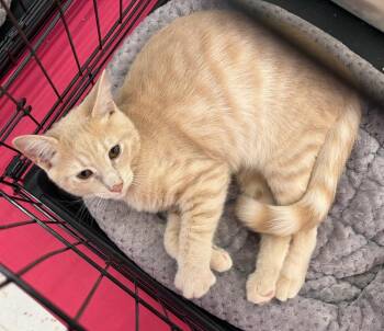 Louie Long -  Domestic Short Hair Cat for Adoption in Gorham, Maine - Louie Long | PetCurious