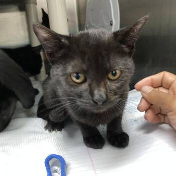 Coal -  Domestic Short Hair Cat for Adoption in Philadelphia, Pennsylvania - Coal | PetCurious