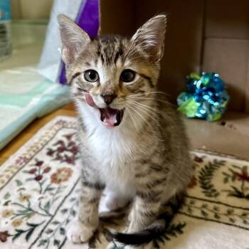 Tabby Cats Available for Adoption in Washington Township, New Jersey - Reece | PetCurious