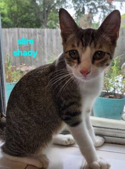 Slim Shady -  Domestic Short Hair Cat for Adoption in Longwood, Florida - Slim Shady | PetCurious