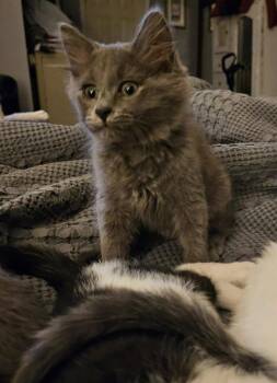 Domestic Medium Hair Cats Available for Adoption - Spout | PetCurious