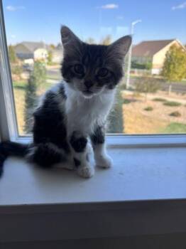 TWINKLE -  Domestic Long Hair Cat for Adoption in Broomfield, Colorado - TWINKLE | PetCurious