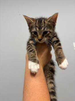 Dandelion -  Domestic Short Hair Cat for Adoption in Bloomington, Indiana - Dandelion | PetCurious