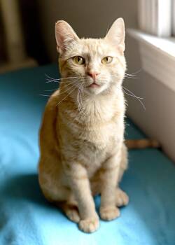Nilla -  Domestic Short Hair Cat for Adoption in Buford, Georgia - Nilla | PetCurious