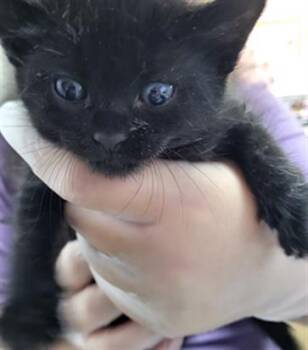 ASTROE -  Domestic Short Hair Cat for Adoption in Fort Walton Beach, Florida - ASTROE | PetCurious