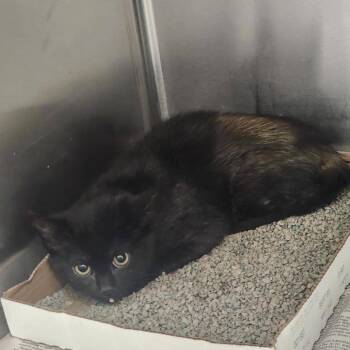 Phoenix -  Domestic Medium Hair Cat for Adoption in Union, Missouri - Phoenix | PetCurious