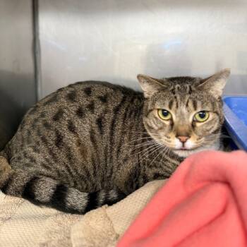 Rescue Domestic Short Hair Cats for Adoption in Lake Panasoffkee, Florida - Naomi | PetCurious