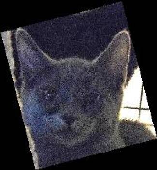 Rescue Domestic Short Hair Cats for Adoption in Evans City, Pennsylvania - Jasper | PetCurious