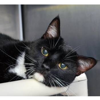 Loki -  Domestic Short Hair Cat for Adoption in Sanford, Florida - Loki | PetCurious