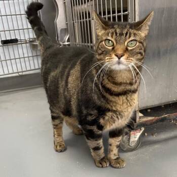 George -  Domestic Short Hair Cat for Adoption in Roanoke, Virginia - George | PetCurious