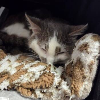 Domestic Long Hair Cats Available for Adoption - Kevin Barnacle Jones | PetCurious