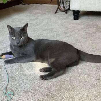 Rescue Domestic Short Hair Cats for Adoption in Winnipeg, Manitoba - Luci | PetCurious