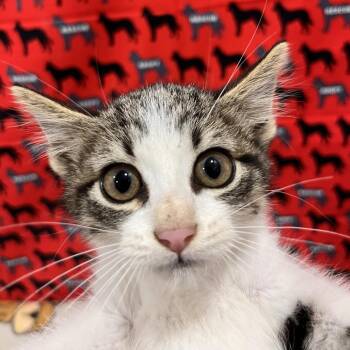 Wonton -  Domestic Short Hair Cat for Adoption in Washburn, Missouri - Wonton | PetCurious