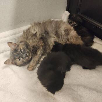 JENNIE -  Domestic Medium Hair Cat for Adoption in Graham, Washington - JENNIE | PetCurious