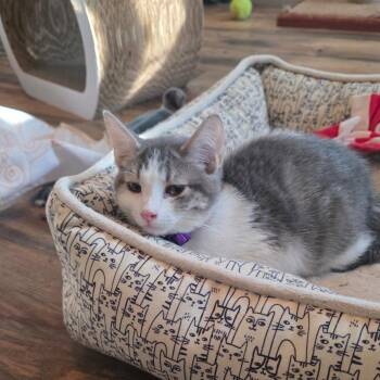 Thistle C12075 -  Domestic Short Hair Cat for Adoption - Thistle C12075 | PetCurious