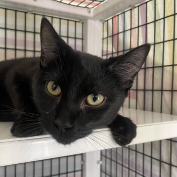 Domestic Short Hair Cats Available for Adoption - Iroh | PetCurious