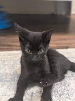 Beanie Baby -  Domestic Short Hair Cat for Adoption in North Richland Hills, Texas - Beanie Baby | PetCurious