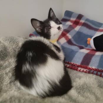 Blossom -  Domestic Short Hair Cat for Adoption in Phoenix, Arizona - Blossom | PetCurious