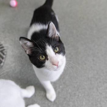 Kip -  Domestic Short Hair Cat for Adoption in Gainesville, Florida - Kip | PetCurious