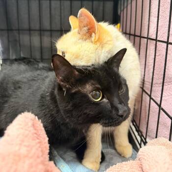 Winifred -  Domestic Short Hair and Mixed Breed Cat for Adoption in Indianapolis, Indiana - Winifred | PetCurious