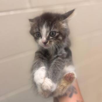 Chimichanga -  Domestic Short Hair Cat for Adoption in Winston-salem, North Carolina - Chimichanga | PetCurious