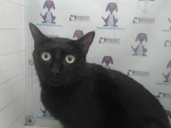 Domestic Short Hair Cats Available for Adoption in Orlando, Florida - RUE | PetCurious