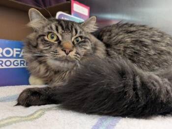 Domestic Long Hair and Domestic Short Hair Cats Available for Adoption in Westland, Michigan - Mr. Wilson | PetCurious